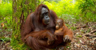 3D2N Orangutan Tanjung Puting & Camp Leakey